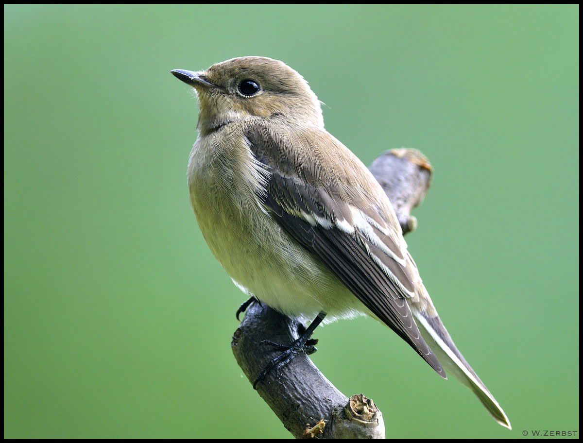 -  Trauerschnäpper - ( Ficedula hypoleuca )