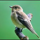 -  Trauerschnäpper - ( Ficedula hypoleuca )