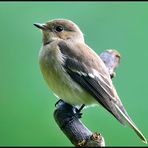 -  Trauerschnäpper - ( Ficedula hypoleuca )