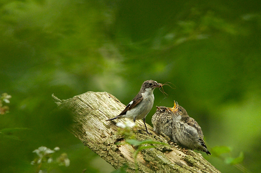 Trauerschnäpper (Ficedula hypoleuca)