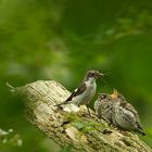 Trauerschnäpper (Ficedula hypoleuca)