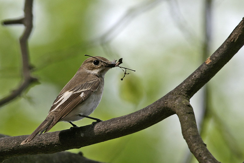 Trauerschnäpper (Ficedula hypoleuca)