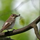 Trauerschnäpper (Ficedula hypoleuca)