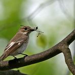 Trauerschnäpper (Ficedula hypoleuca)