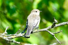 Trauerschnäpper (Ficedula hypoleuca)