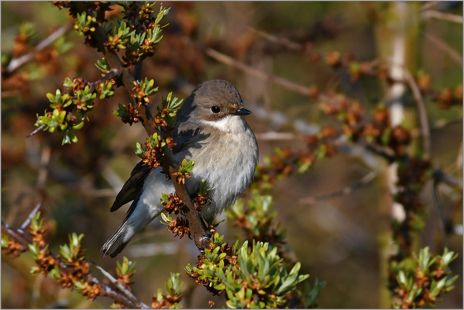 Trauerschnäpper  -  Ficedula hypoleuca