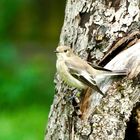 Trauerschnäpper (Ficedula hypoleuca)