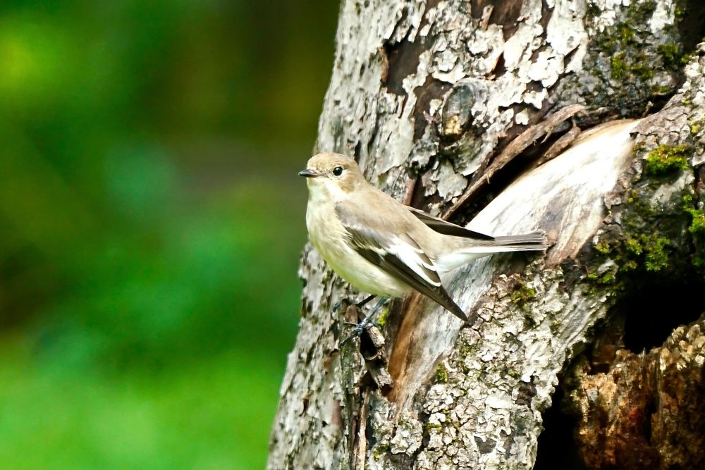 Trauerschnäpper (Ficedula hypoleuca)