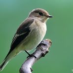 - Trauerschnäpper - ( ( Ficedula hypoleuca )