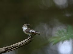 Trauerschnäpper (Ficedula hypoleuca)