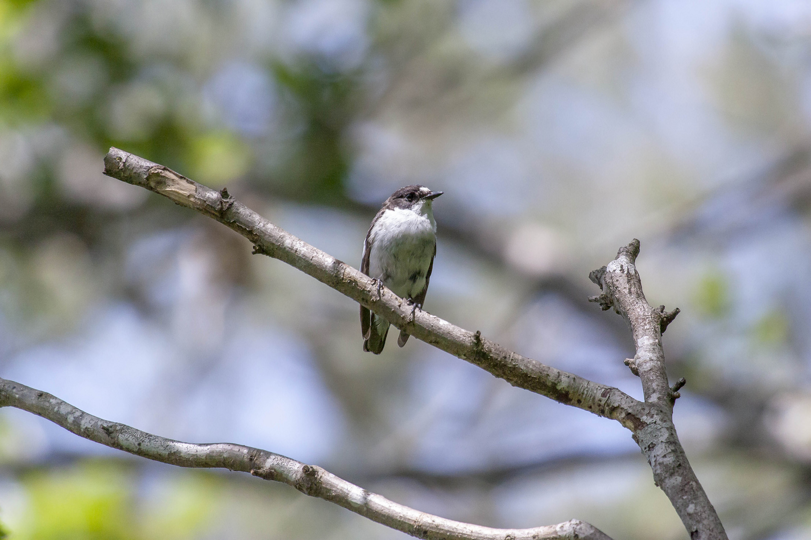 Trauerschnäpper - Ficedula hypoleuca