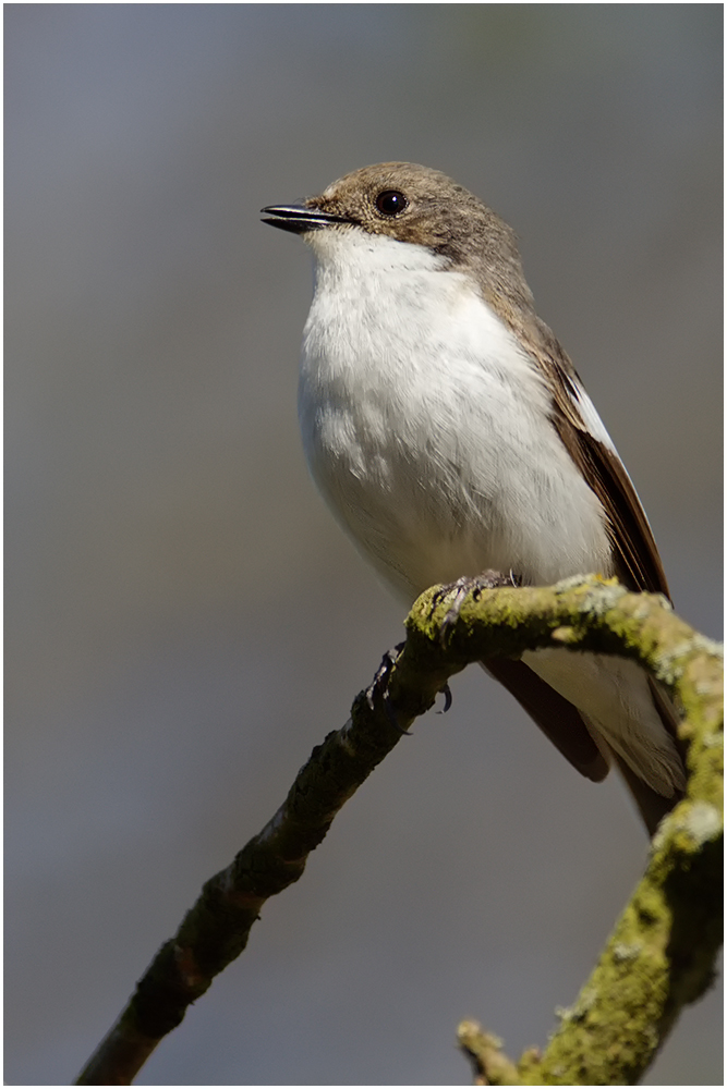 Trauerschnäpper (Ficedula hypoleuca)