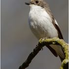 Trauerschnäpper (Ficedula hypoleuca)