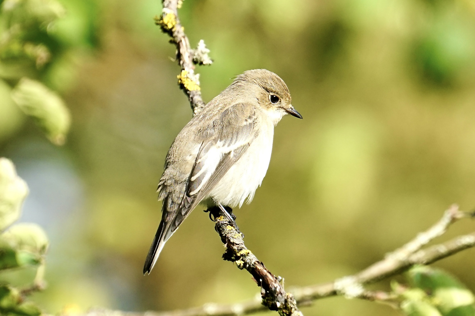 Trauerschnäpper (Ficedula hypoleuca)