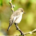 Trauerschnäpper (Ficedula hypoleuca)