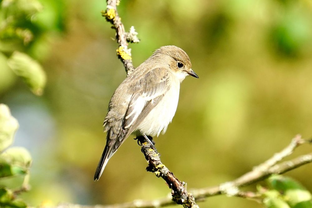 Trauerschnäpper (Ficedula hypoleuca)