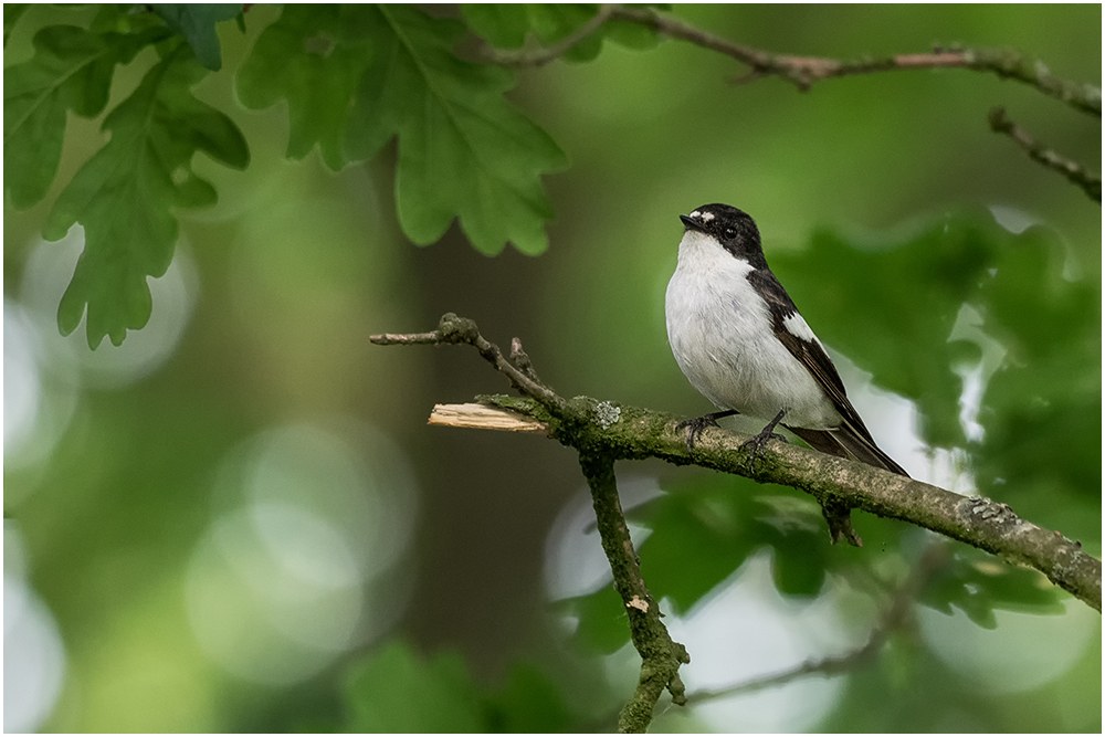 Trauerschnäpper (Ficedula hypoleuca) 