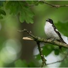 Trauerschnäpper (Ficedula hypoleuca) 