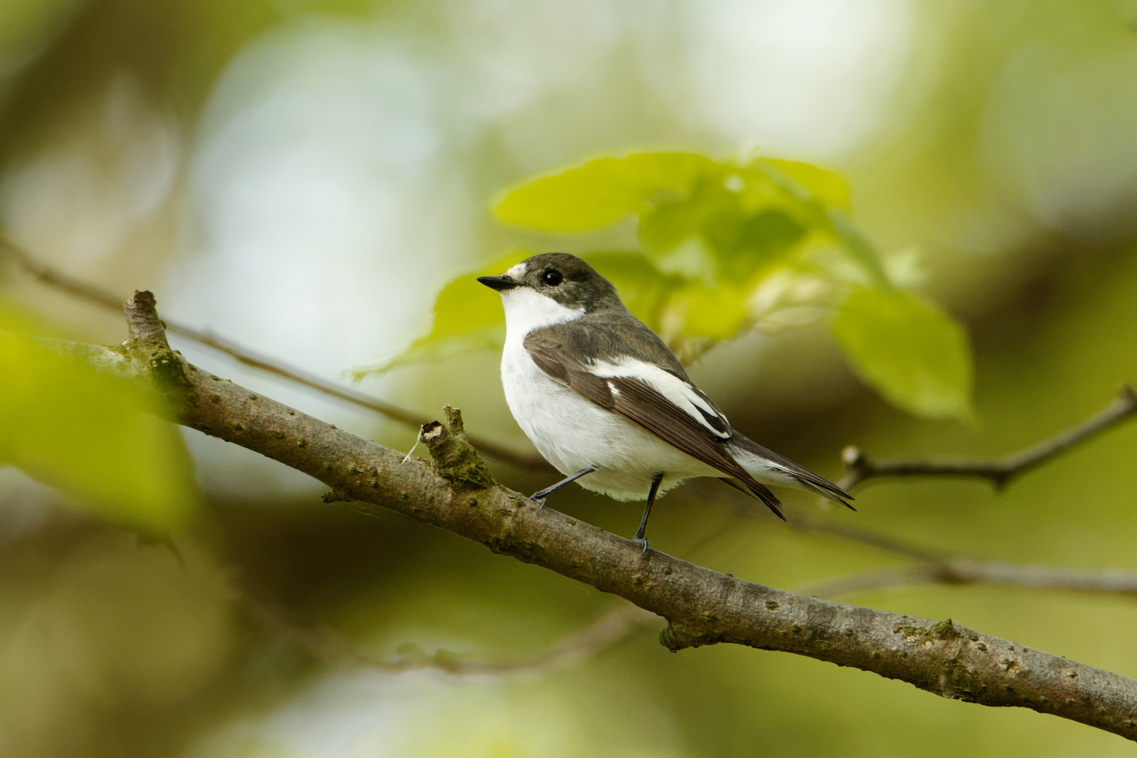 Trauerschnäpper (Ficedula hypoleuca)