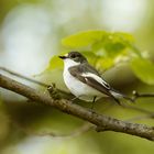 Trauerschnäpper (Ficedula hypoleuca)