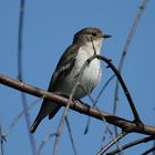 Trauerschnäpper (Ficedula hypoleuca)....