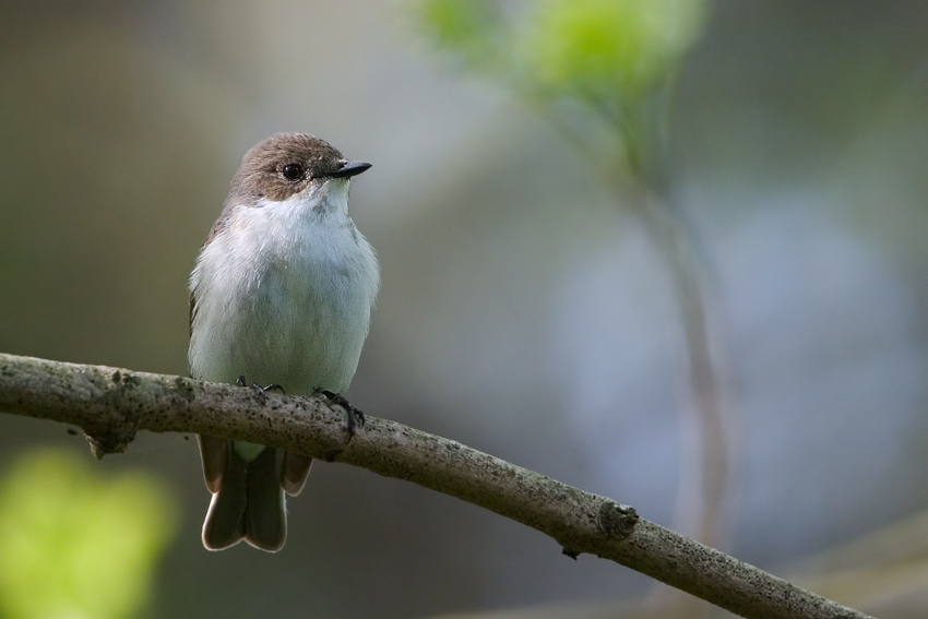 Trauerschnäpper (Ficedula hypoleuca)