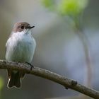 Trauerschnäpper (Ficedula hypoleuca)