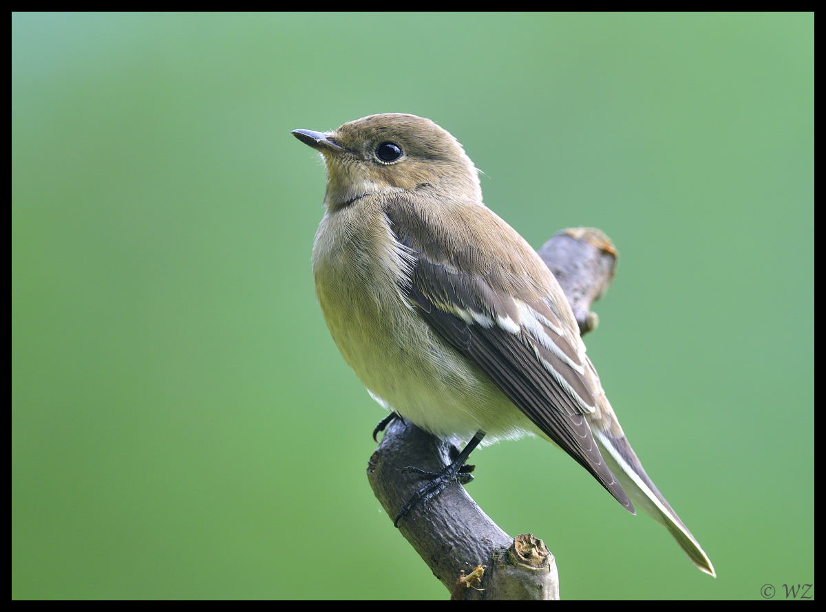 - Trauerschnäpper - ( Ficedula hypoleuca )