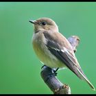 - Trauerschnäpper - ( Ficedula hypoleuca )