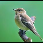 - Trauerschnäpper - ( Ficedula hypoleuca )