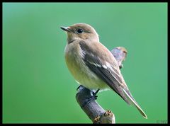 - Trauerschnäpper - ( Ficedula hypoleuca )