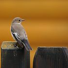 Trauerschnäpper (Ficedula hypoleuca)