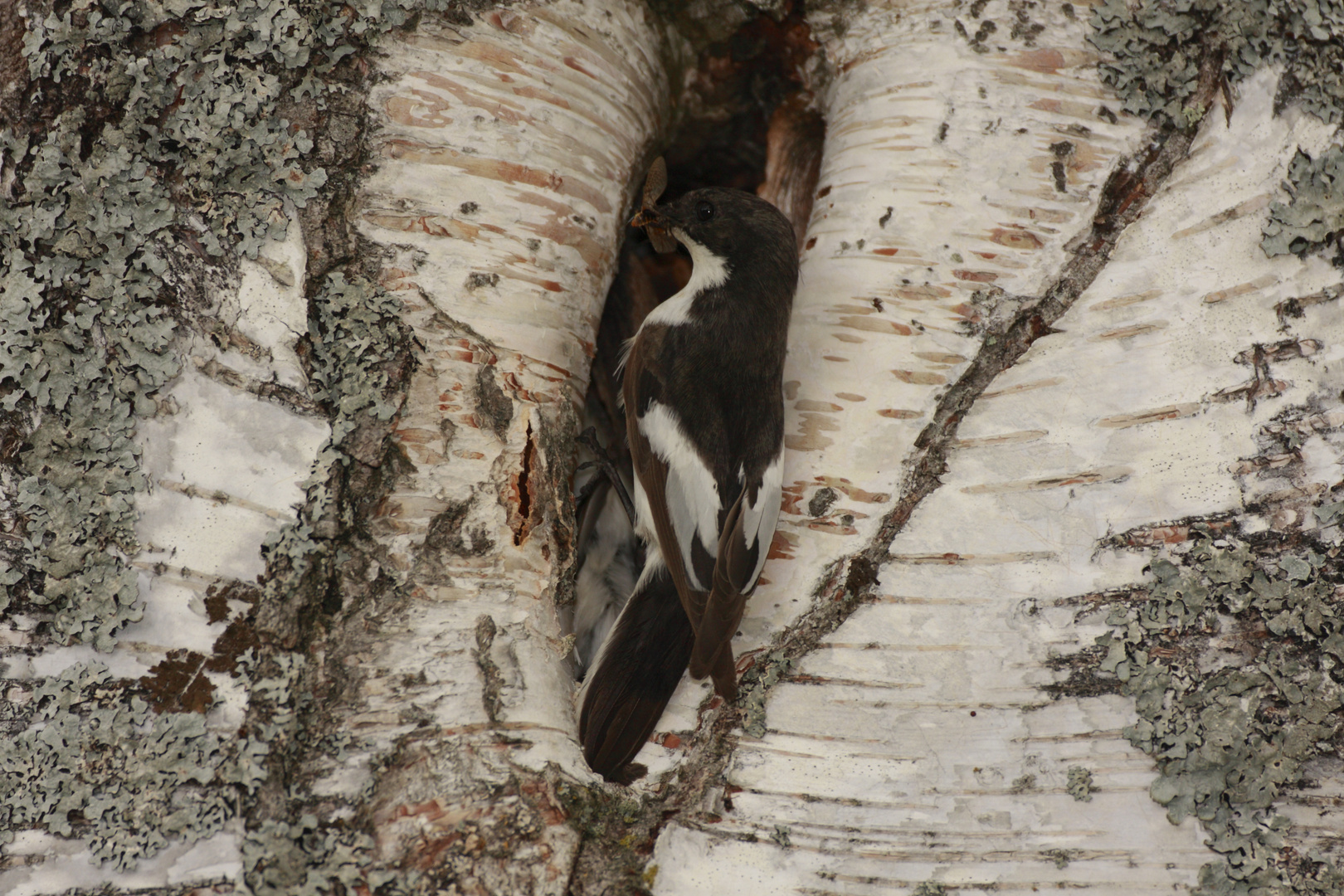 Trauerschnäpper (Ficedula hypoleuca m)