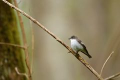 Trauerschnäpper (Ficedula hypoleuca), Männchen