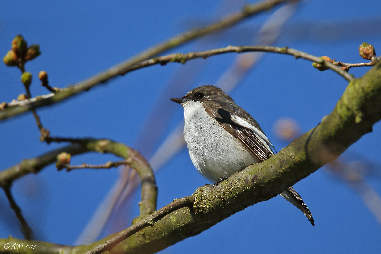 Trauerschnäpper (Ficedula hypoleuca) männlich