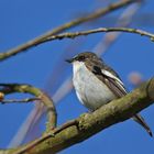 Trauerschnäpper (Ficedula hypoleuca) männlich