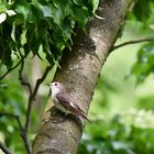 Trauerschnäpper im Garten 2