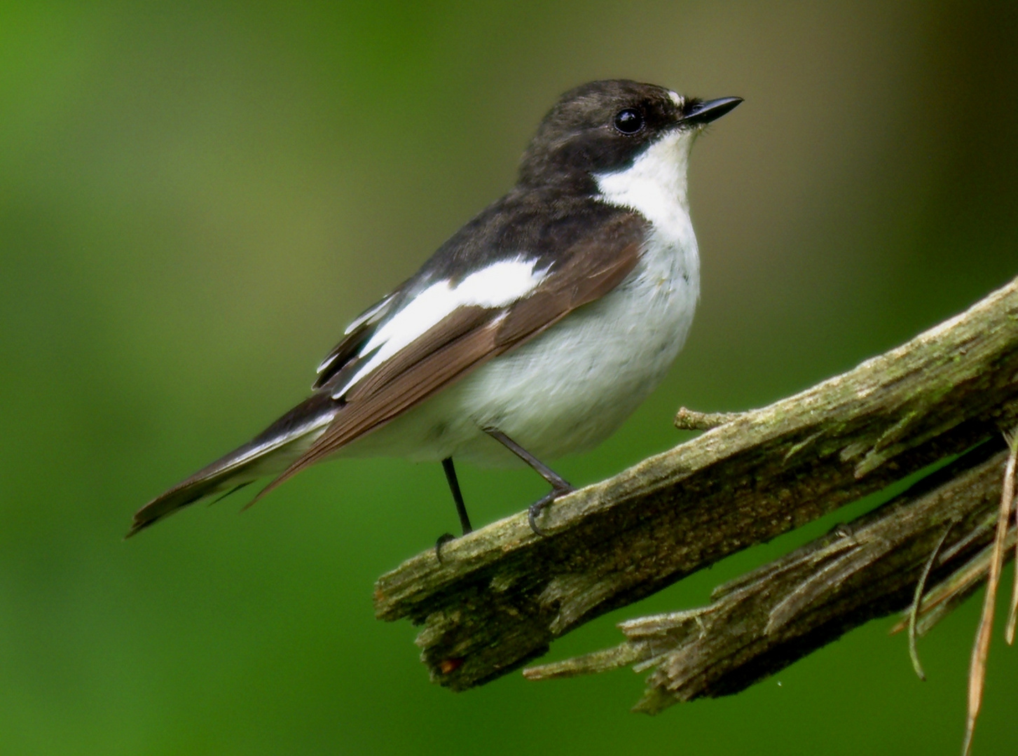 Trauerschnäpper Männchen (Ficedula hypoleuca)