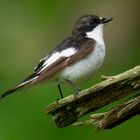 Trauerschnäpper Männchen (Ficedula hypoleuca)