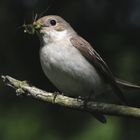 Trauerschnäpper mit Futter 