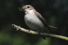 Trauerschnäpper mit Futter 