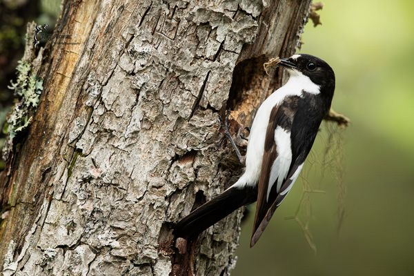 Trauerschnäpper // Öland