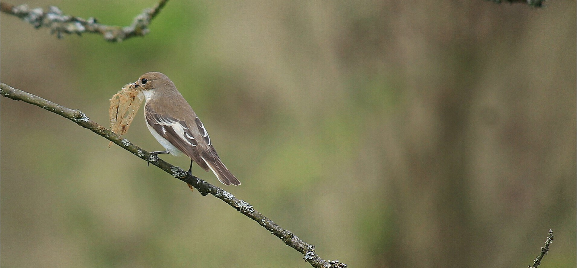 Trauerschnäpper Weibchen