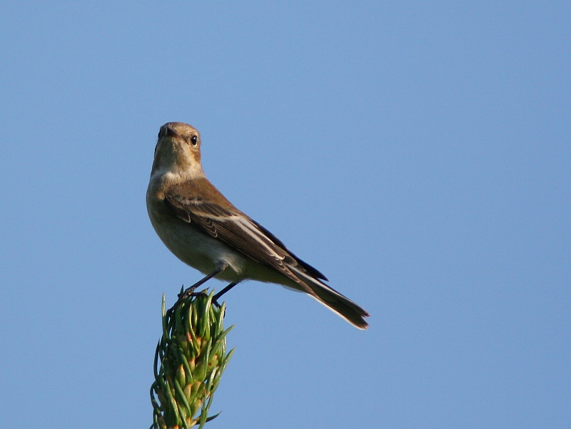 Trauerschnäpper-Weibchen