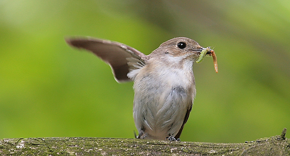 Trauerschnäpperweibchen