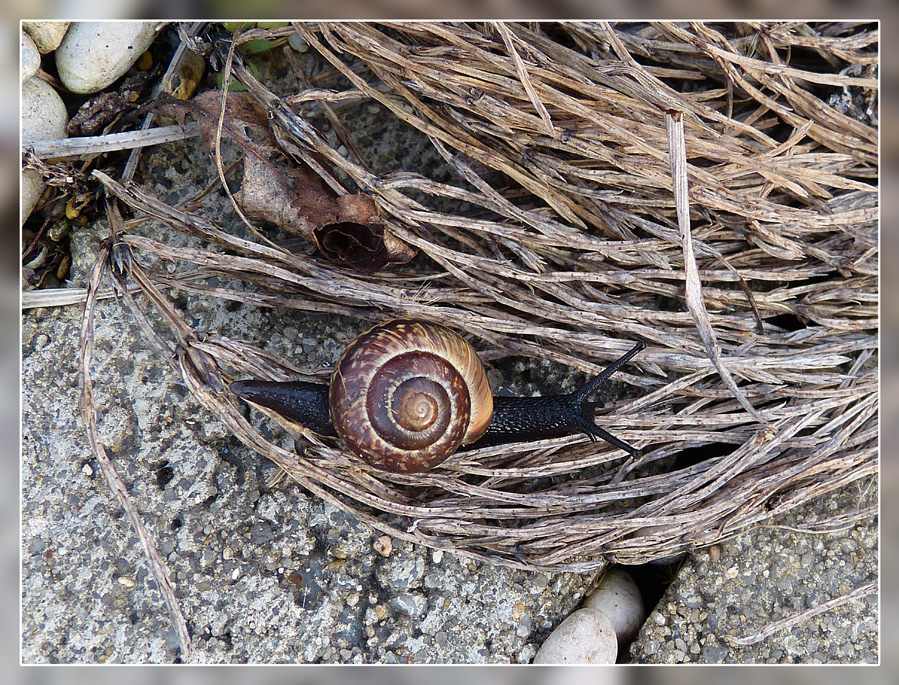 Trauerschnecke