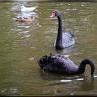 Trauerschwäne, Allwetterzoo Münster