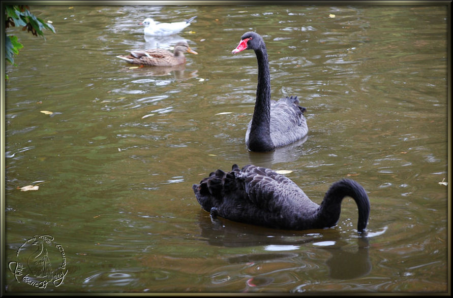 Trauerschwäne, Allwetterzoo Münster