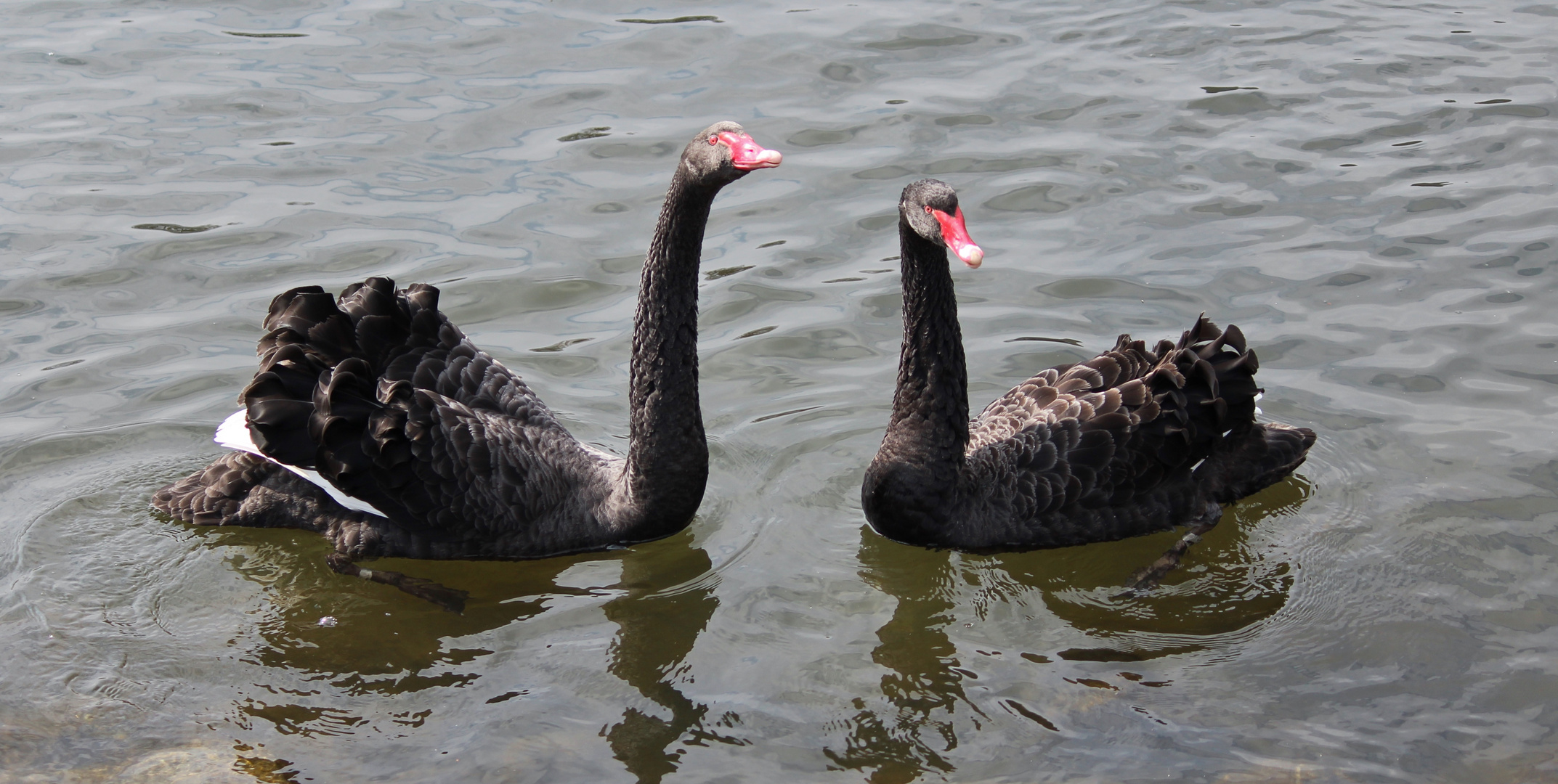 Trauerschwäne auf der Ruhr