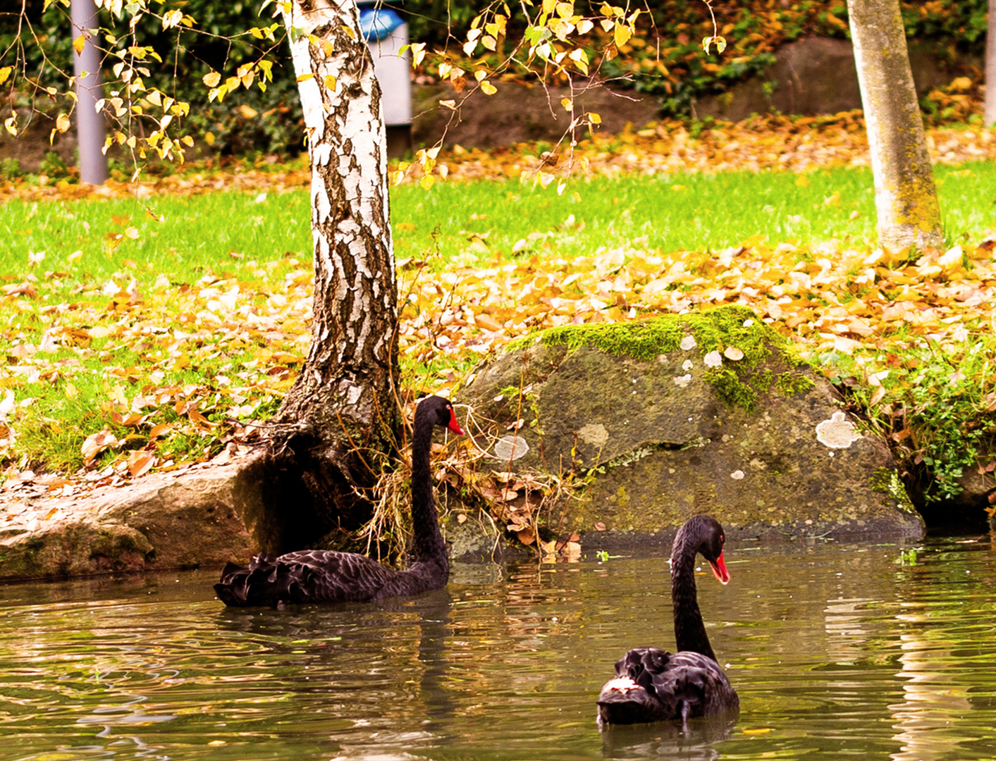 Trauerschwäne (Cygnus atratus) 